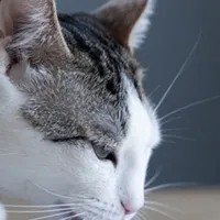 MLEMCAT