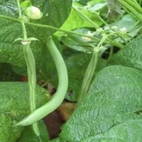Green Bean
