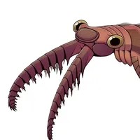 Anomalocaris
