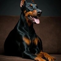 Bella, Doberman Companion