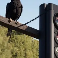 Corvus Ossifragus