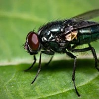 Giant Blowfly